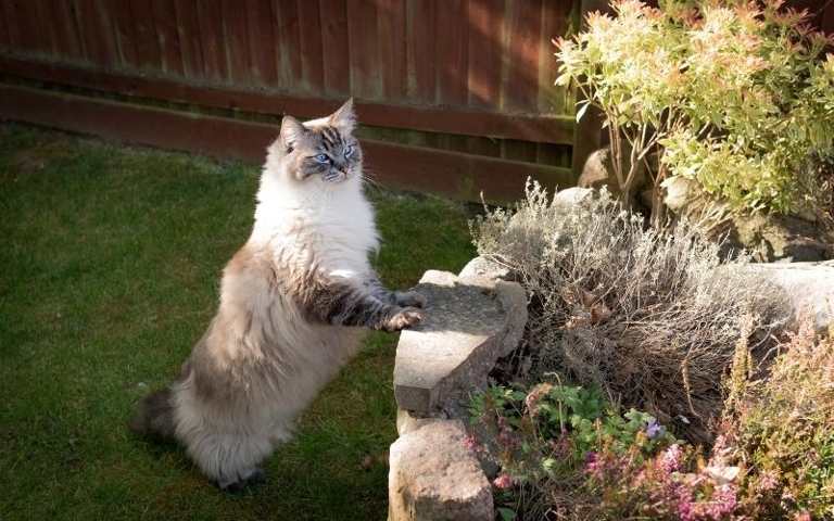 The average weight of an adult Ragdoll cat is between 15 and 20 pounds.
