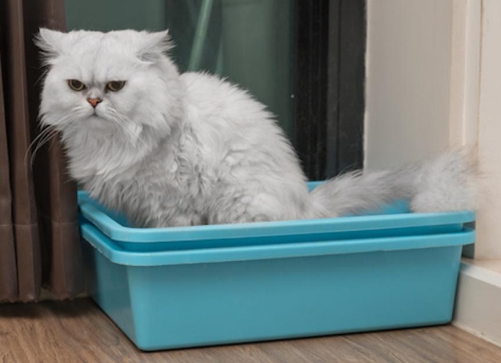 The bathroom is not the ideal place for a litter box because it smells.