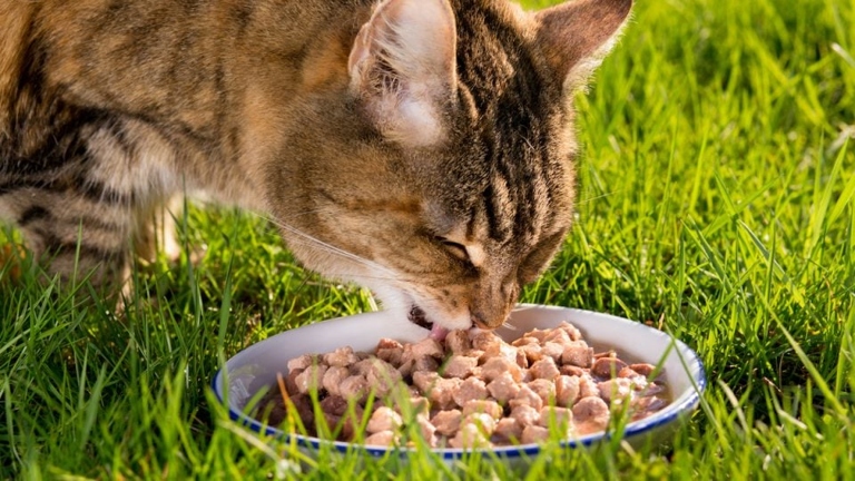 The best dry cat food is the one that your cat will eat.