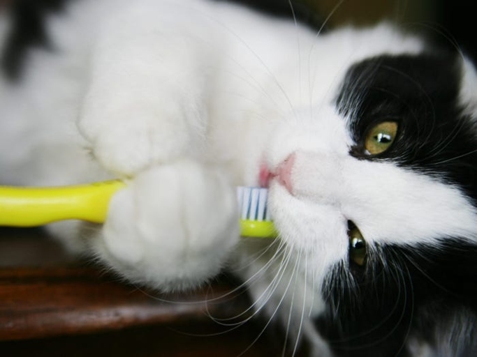 The best way to brush your cat's teeth is to use a toothpaste that is designed specifically for cats.