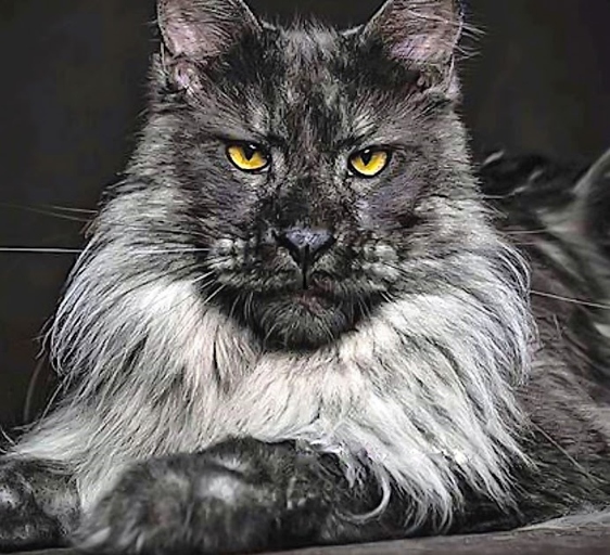 The Black Smoke Maine Coon is a large cat, and its size might be problematic for some people.