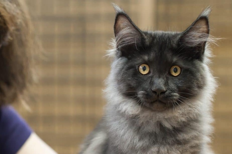 The Blue Smoke Maine Coon is a rarer variety of the already popular Maine Coon breed.