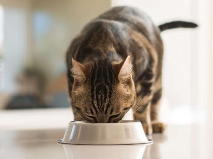The bottom line is that montmorillonite clay is a healthy and natural addition to cat food.