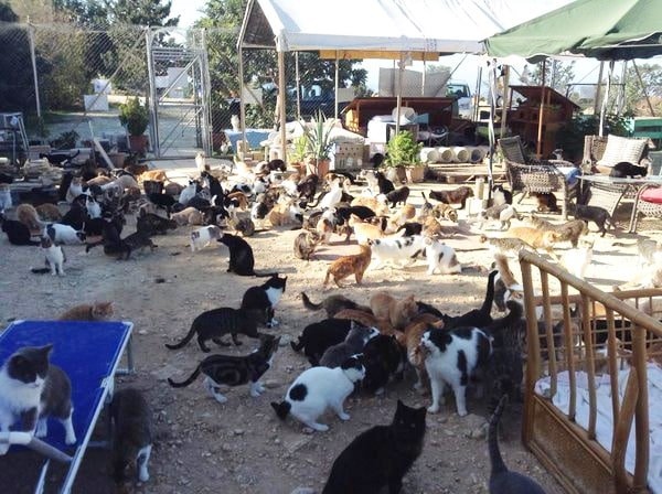 The Cyprus Island is home to a large number of cats.