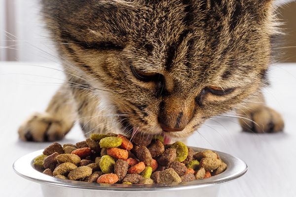 The debate of whether to feed cats wet or dry food has been around for years, with pros and cons to both.