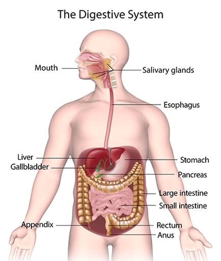 The digestive system is one of the most important systems in the body, and it is important to keep it healthy.
