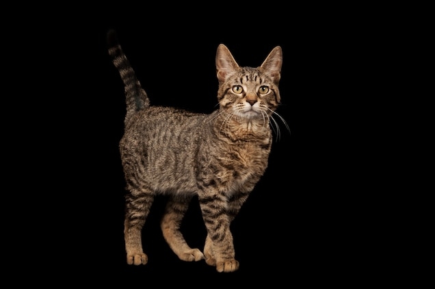 The domestication of cats is a process that began over 9,000 years ago.
