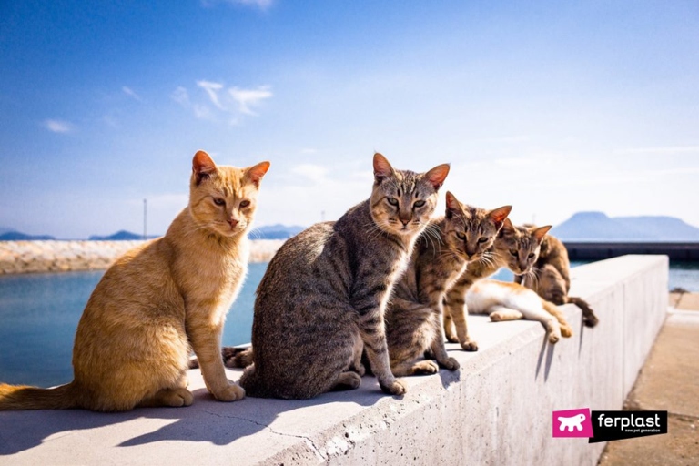 The Greek Cat-Islands are home to a large number of cats.