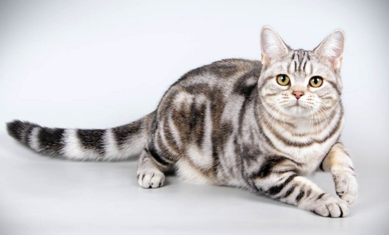 The grey tabby cat is a beautiful, unique animal that requires special care and attention when it comes to grooming.