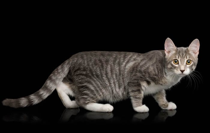 The grey tabby cat is a domestic cat that has a coat with dark stripes on a light grey background.