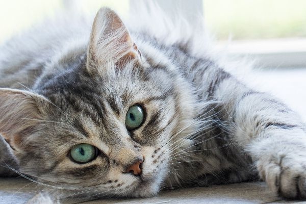 The grey tabby cat is a domestic cat that is characterized by its grey fur with black stripes.