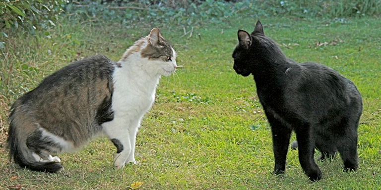 The initial contact between cats should be avoided in order to prevent any potential aggression.