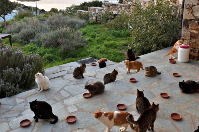 The island of Syros is home to a large number of cats, many of which are stray.