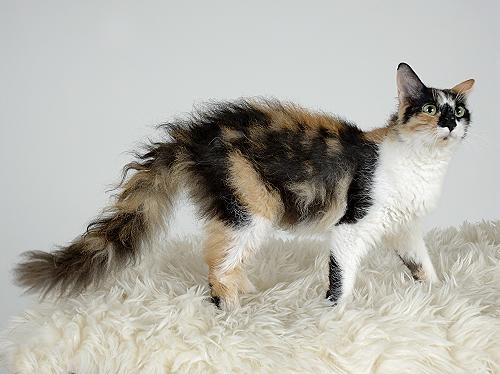 The LaPerm is a long-haired calico cat that is known for its unique coat of fur.