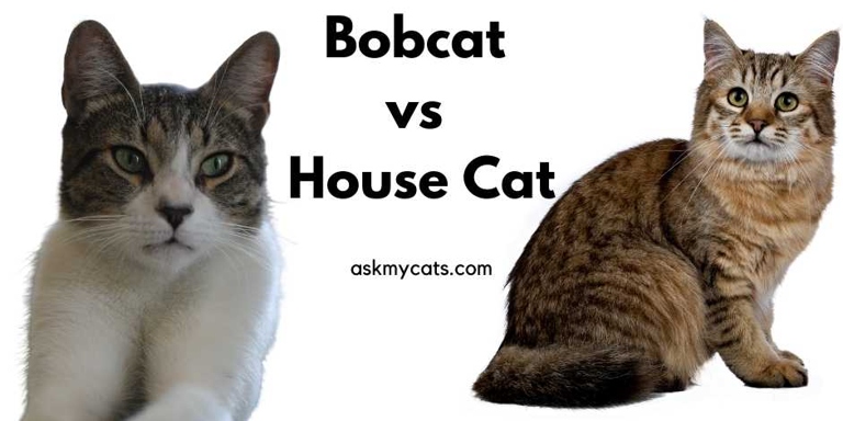 The main difference between house cats and bobcats is their limb length.