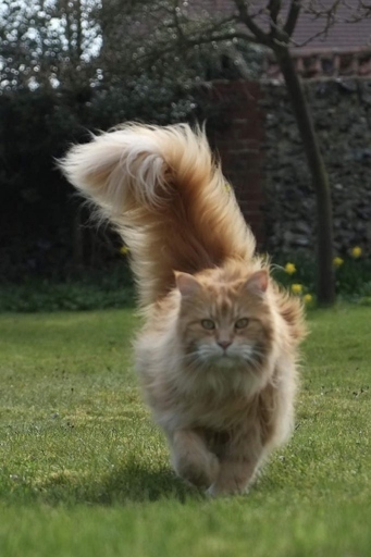The Maine Coon is a large and muscular cat, and as such, they require a lot of food to maintain their growth.