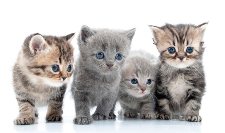 The runt of the litter is the smallest kitten in the litter.