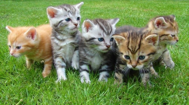 The runt of the litter is typically the smallest kitten in the litter.