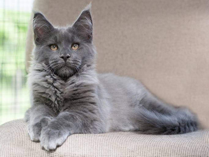 The Russian Blue Maine Coon mix is a beautiful and unique cat that has a lifespan of around 12-15 years.