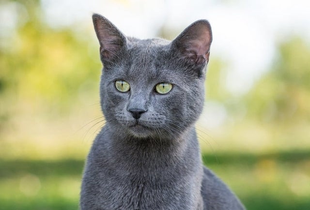 The Russian Blue Maine Coon mix is a beautiful and unique cat that is relatively healthy, but there are a few health issues to be aware of.