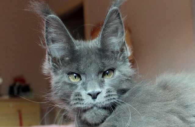The Russian Blue Maine Coon mix is a beautiful cat with a blue-grey coat and green eyes.
