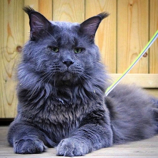 The Russian Blue Maine Coon mix is a beautiful mixed breed that is a cross between the Russian Blue and the Maine Coon.