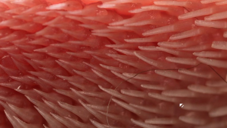 The tongue of a cat is covered in tiny barbs.
