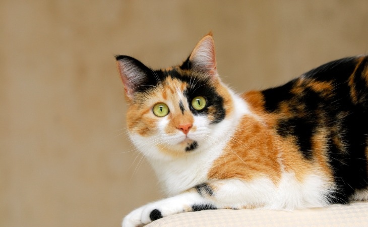 The tri-color calico pattern is one of the most popular patterns for calico cats.
