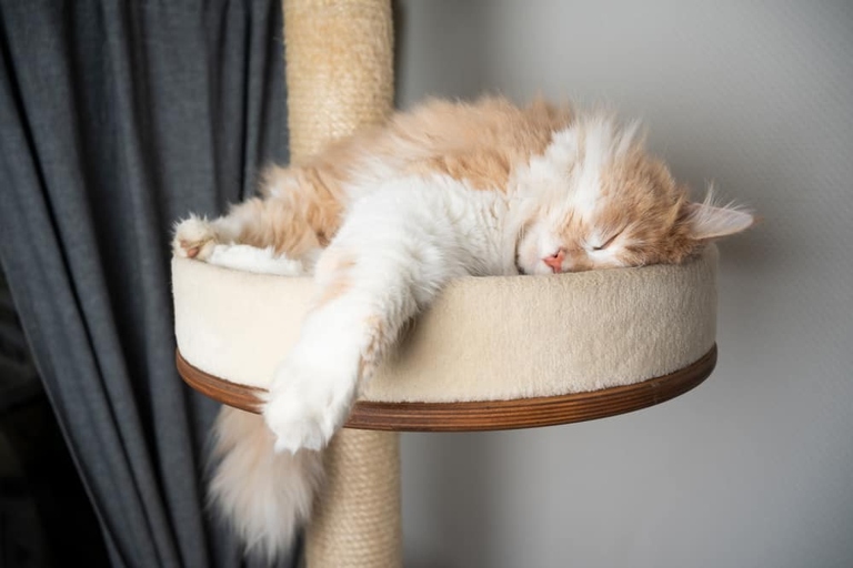 The Vesper 62.2 Inch Cat Furniture Cat Tree is the perfect choice for Maine Coon cats who love to climb.