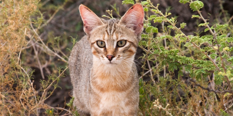 The wild ancestors of your domesticated house cat roamed the deserts of Africa and Asia.