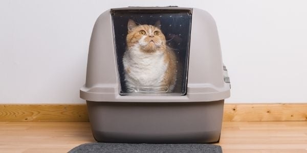 There are a few different types of litter boxes - the most common being the traditional open box and the covered box.