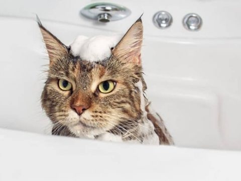 There are a few medical reasons you might want to use baby shampoo on your cat.