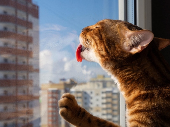 There are a few reasons cats might lick blinds, including boredom, hunger, or curiosity.