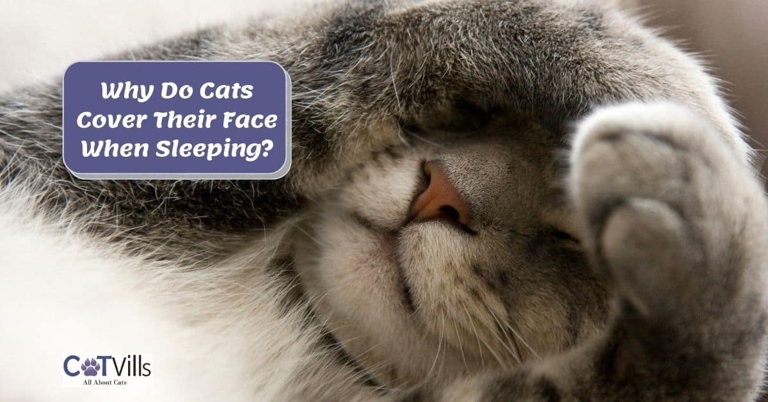 There are a few reasons why cats might cover their face when they sleep, one of which is to keep their nose warm.