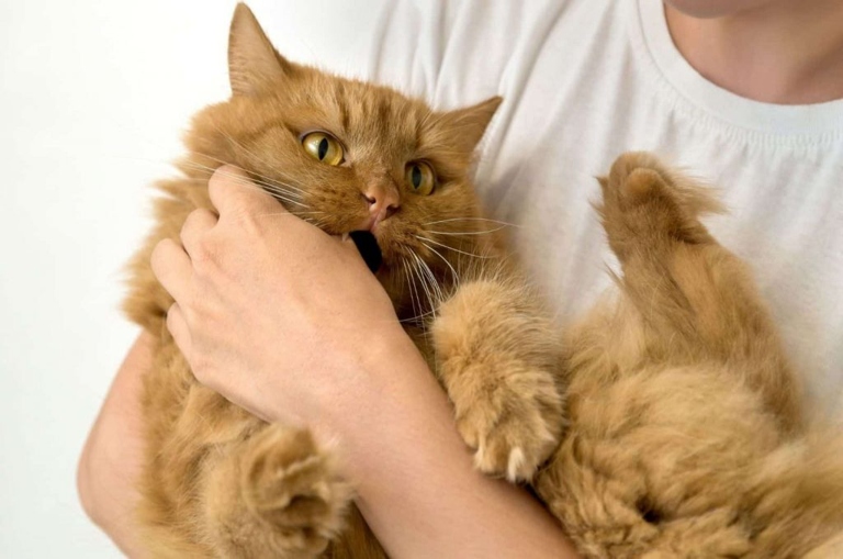 There are a few reasons why your cat may bite you gently out of nowhere, including wanting attention, being overstimulated, or feeling threatened.