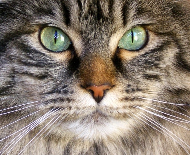 There are a few reasons why your cat's eyes might change color.
