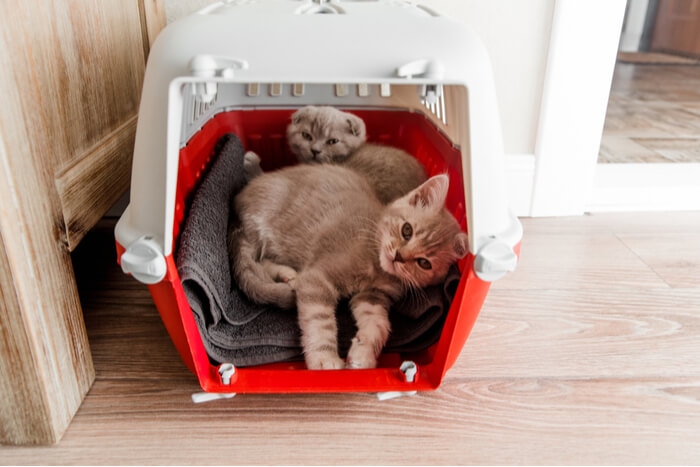 There are a few things to consider when choosing a carrier for two cats, such as size and whether the carrier has one or two doors.