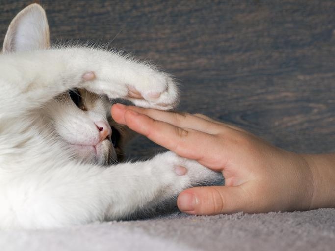 There are a few things you can do to get your cat to let you touch their paws, including offering a treat, petting them in other areas first, and being patient.