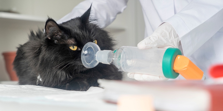 There are a few things you can do to help prevent your cat from developing respiratory distress, such as using a hypoallergenic litter.