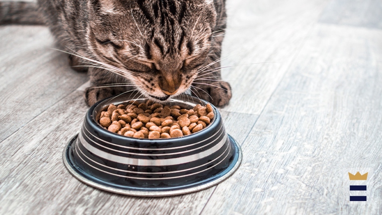 There are a lot of great dry cat foods out there that don't use fillers.