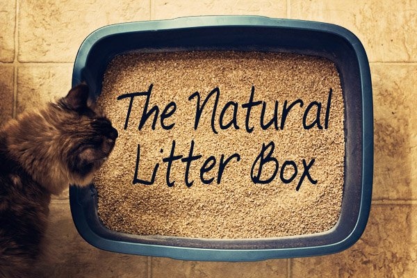 There are actually many benefits to building your own outdoor litter box for your cat. If you have an outdoor cat, you may be wondering if you should build them their own outdoor litter box.