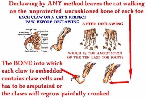 There are many alternatives to declawing a cat, including adopting a declawed cat!