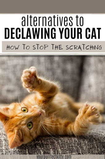 There are many alternatives to declawing a cat, one of which is to keep your cat entertained.