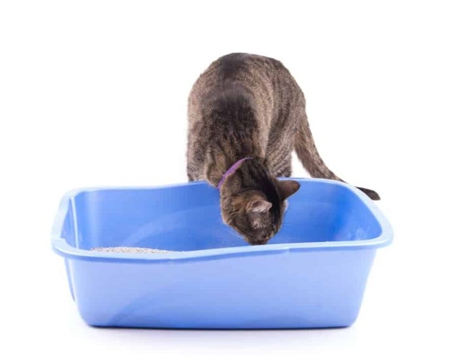 There are many alternatives to using dirt, sand, or soil as cat litter.
