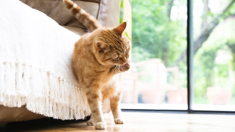 There are many benefits to teaching your cat to groom themselves, including reducing the amount of time you spend grooming them and reducing the amount of hair they shed around your home.