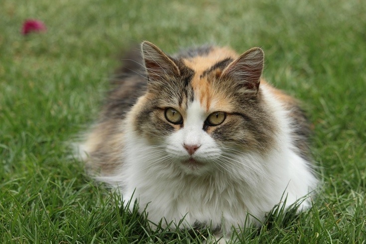 There are many different cat breeds that are classified as long-haired calico cats.