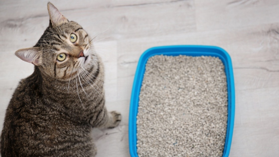 There are many medical reasons why a cat may urinate outside of its litter box, including infection, kidney disease, and diabetes.