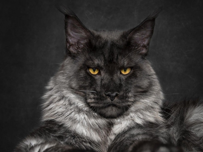 There are many myths and legends surrounding the Black Maine Coon, but what are the facts?