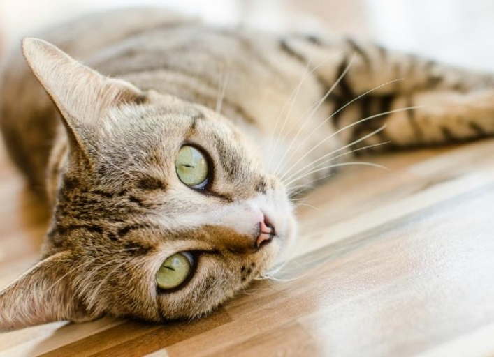 There are many potential causes of gastrointestinal bleeding in cats, which can present as fresh blood in vomit or stool, or as black, tarry stool.