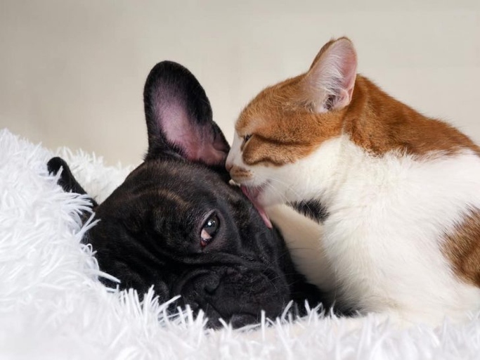 There are many reasons why a cat may lick a dog, but one reason could be affection.